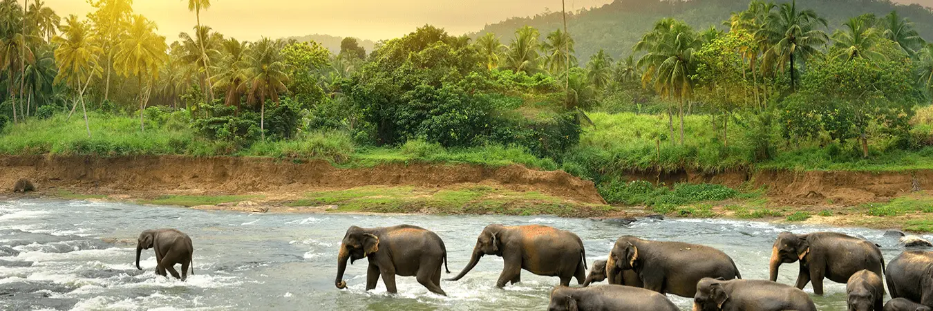 Sri Lanka Vacation Packages